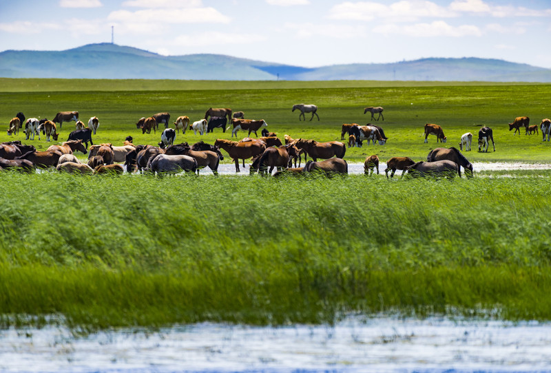 内蒙古阳光小聚,感受大草原的温暖时光